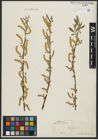Foto von Salix alba L.